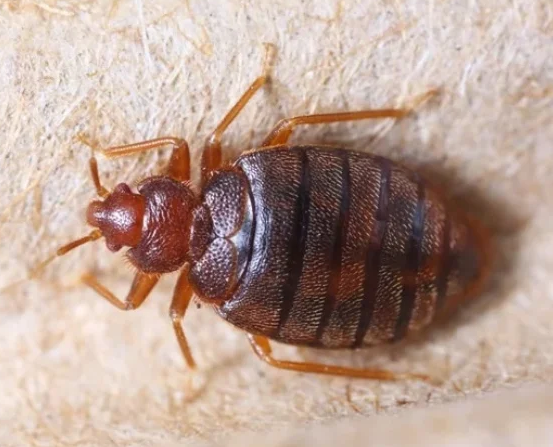 adult bed bug